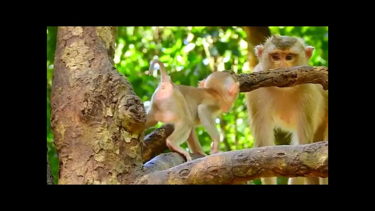 Baby Thor Really Smart Climb On Tree So Easy #BBMonkeys