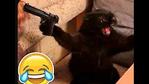 Funny animals
