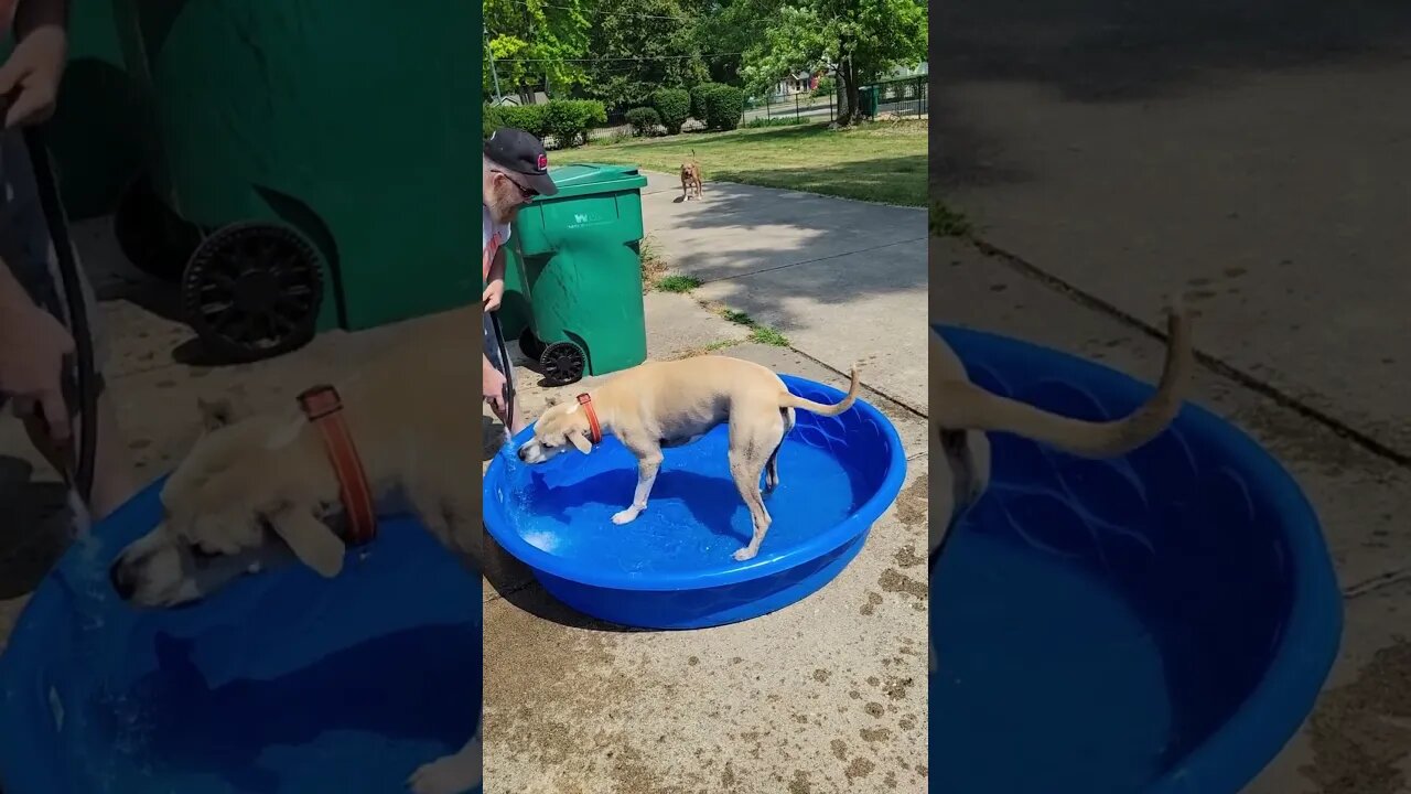 My Rescue Dog loves to Chase The Hose And Play in the Pool