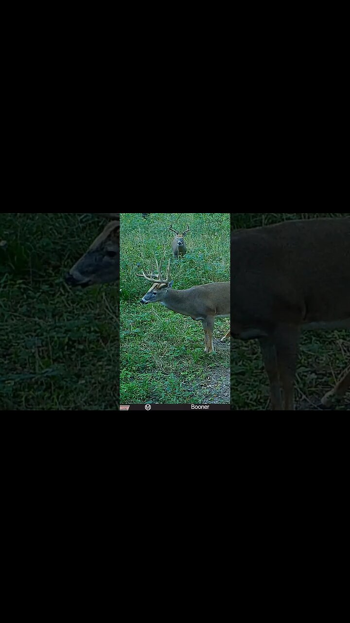 Big fella. #deer #bigbuck #shorts