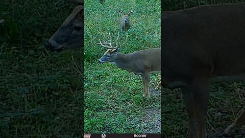 Big fella. #deer #bigbuck #shorts