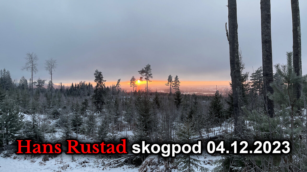 Skogpod 4. desember 2023