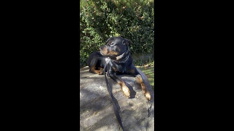 Majestic Rottweiler
