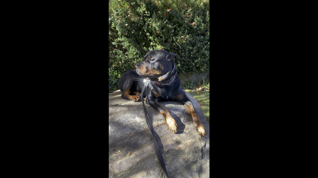 Majestic Rottweiler