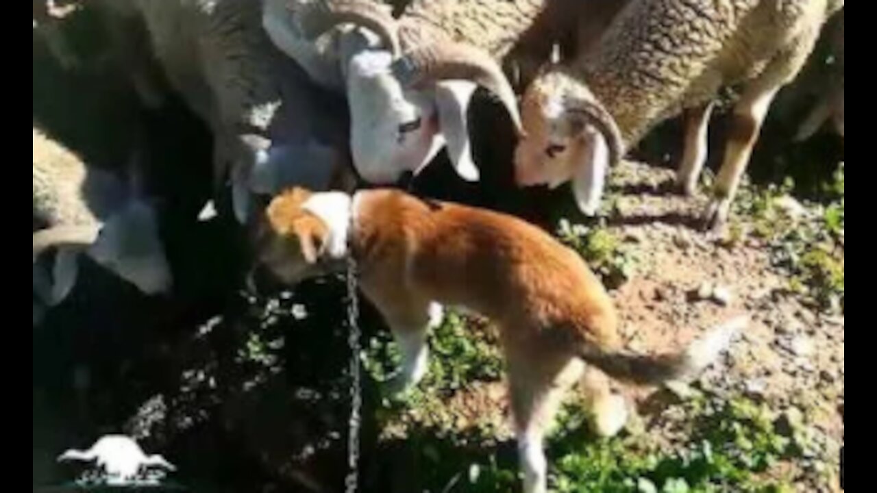 This dog is a guard and at the same time a friend of sheep, watch how they do it