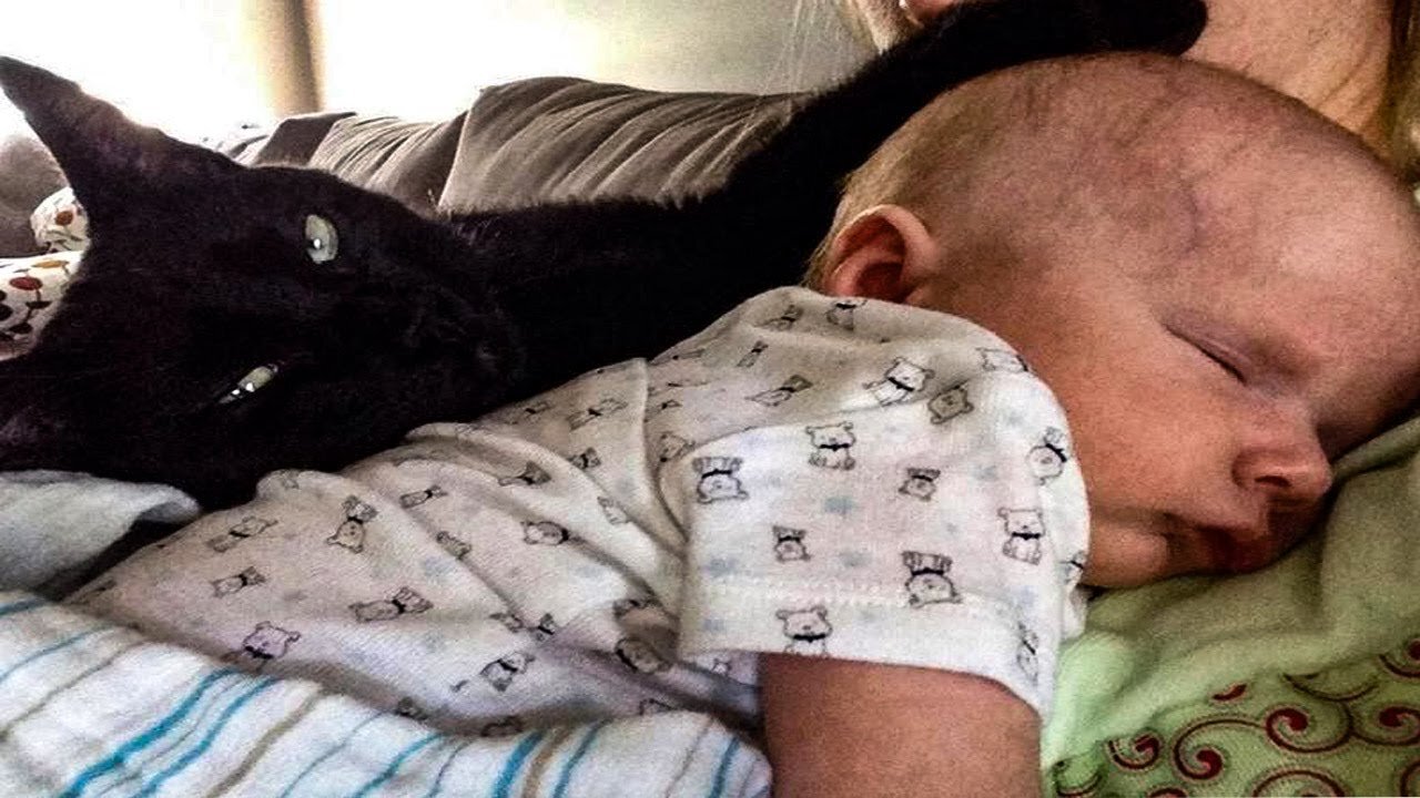 Scary Cat Saves Baby From This Babysitter