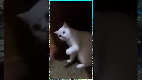 💗💝💞 #kitty & #Brother💞💝#playfight💗💝💞#who #wins💓💝💗💞