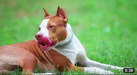 Little pit bull dog like lion