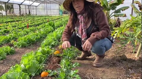 Pest Control Using Oranges