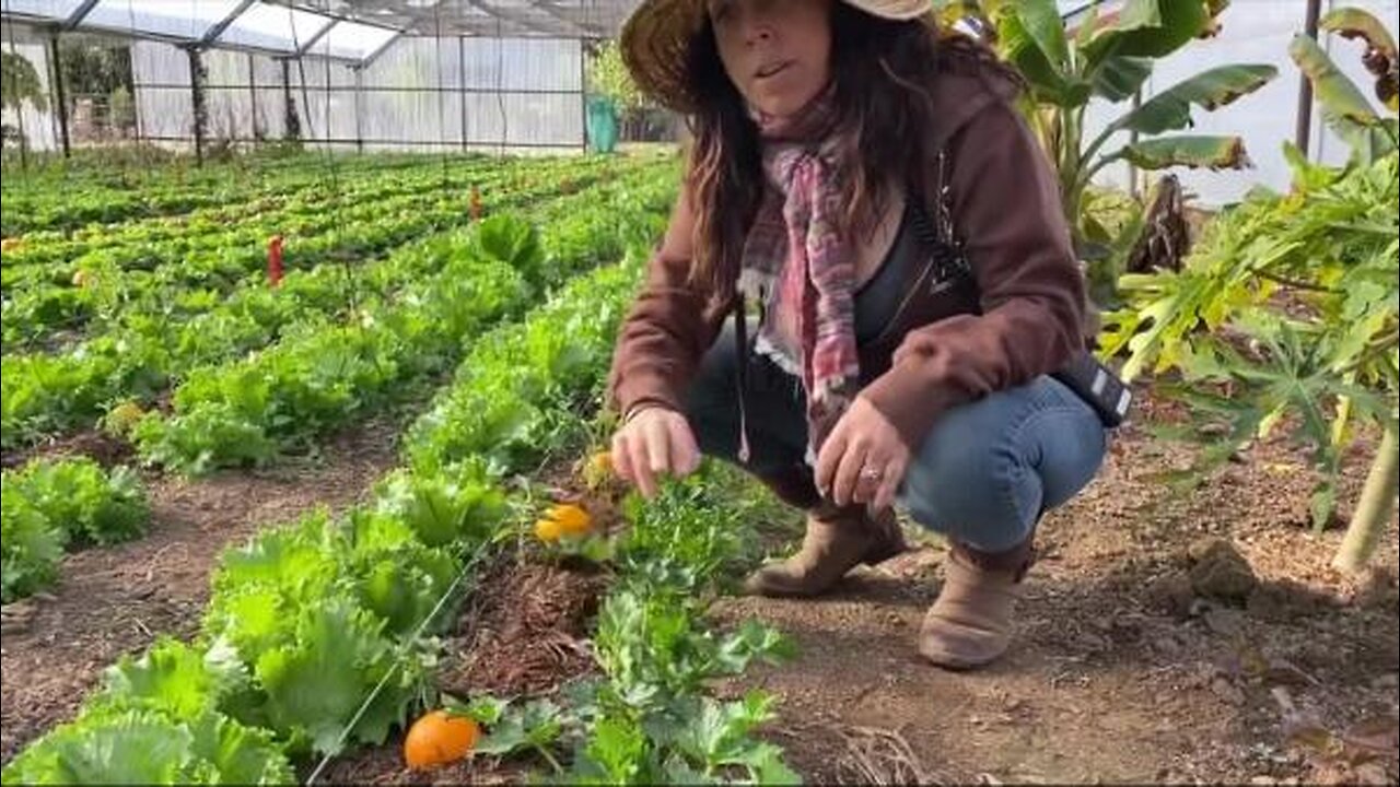Pest Control Using Oranges