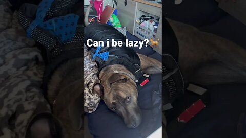 Treat for walk?#shorts #pets #dog #funnyvideo