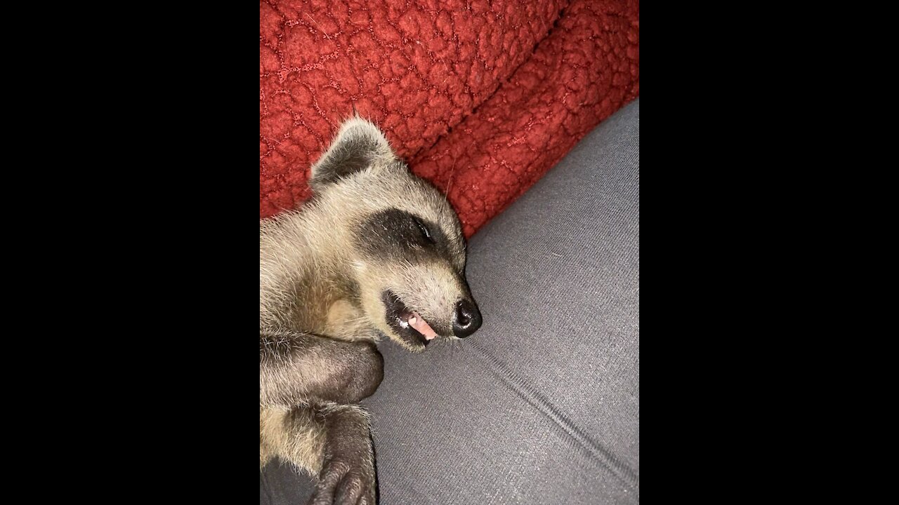 Sleepy, dreamy Raccoon