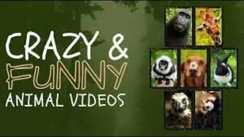 Funny Animal Videos 2023 🥰 Funniest Dogs and Cats Videos 😁