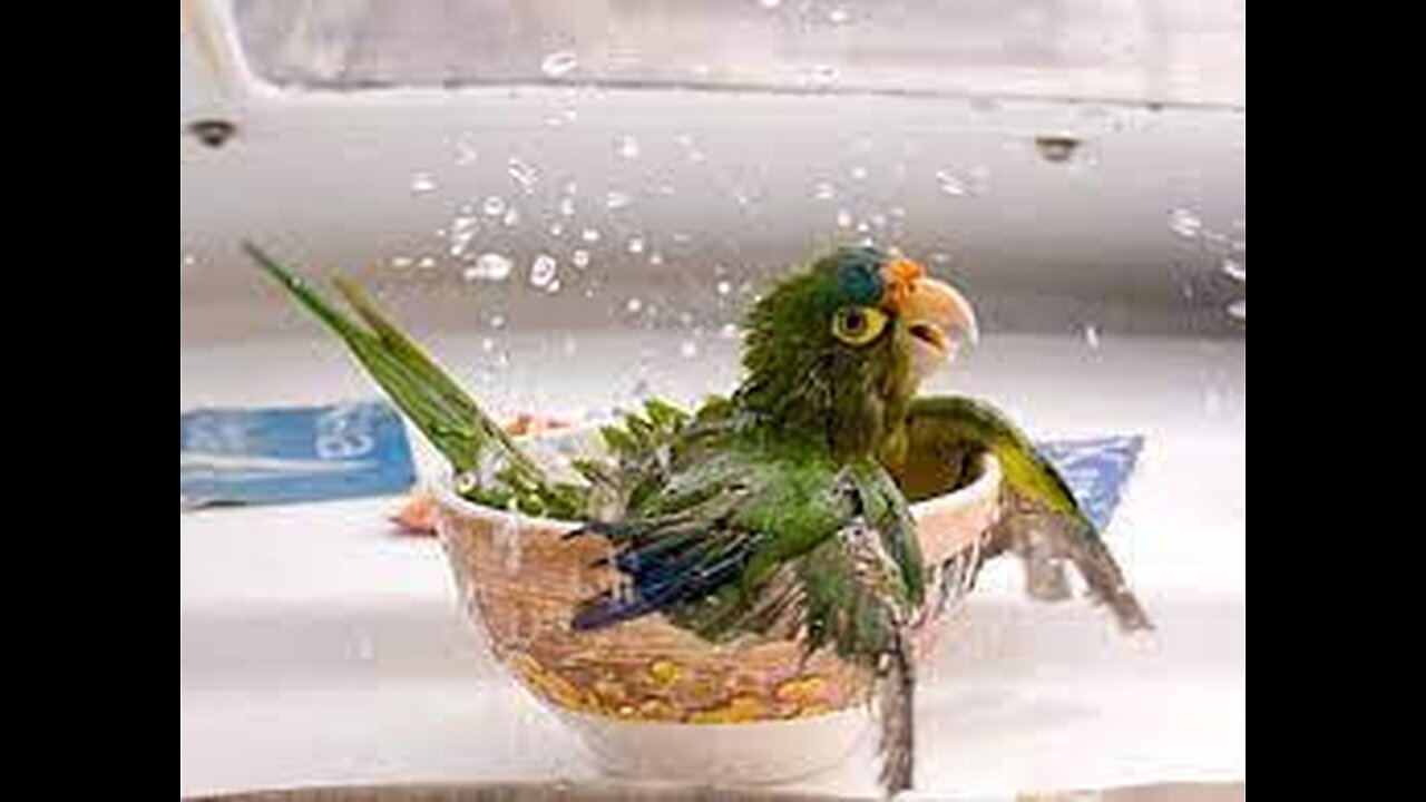 cute little birds taking a shower #bird#funny