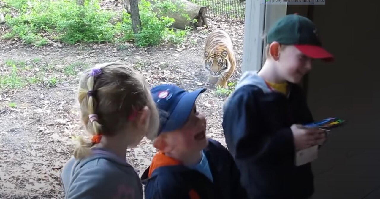 Funny tiger/ A tiger behind childs.