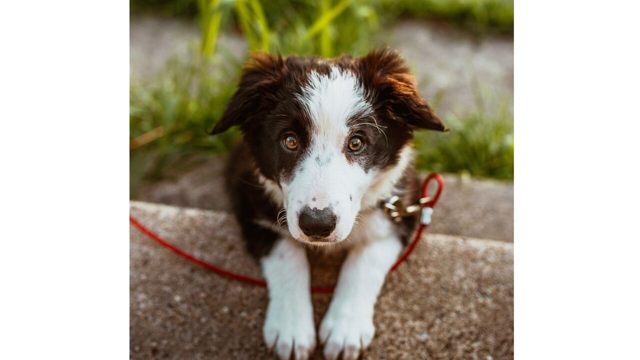 |Mother Dog saving her puppy from canal| |Honest cute dog| #shorts