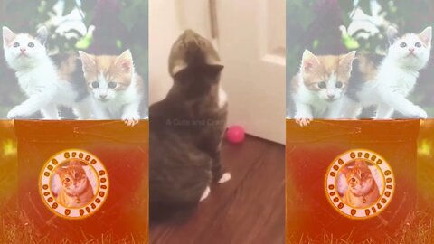 Funny Cats! 😹 When You Get CAUGHT With Your ‘Ball’ In Your Hands 🎾😹 (#|134) #Clips