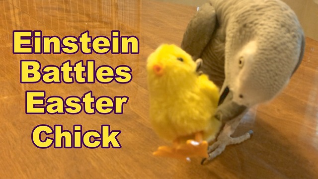 Talking parrot battles with toy Easter chick