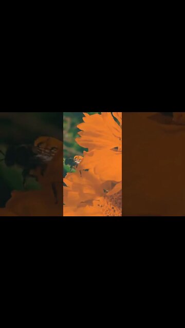 saason ko 🐝 #youtubeshorts #shorts #youtube #shortvideo #shortyoutube