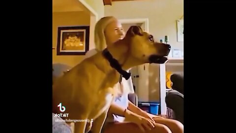 Pet dog celebrates falling from a chair while watching football