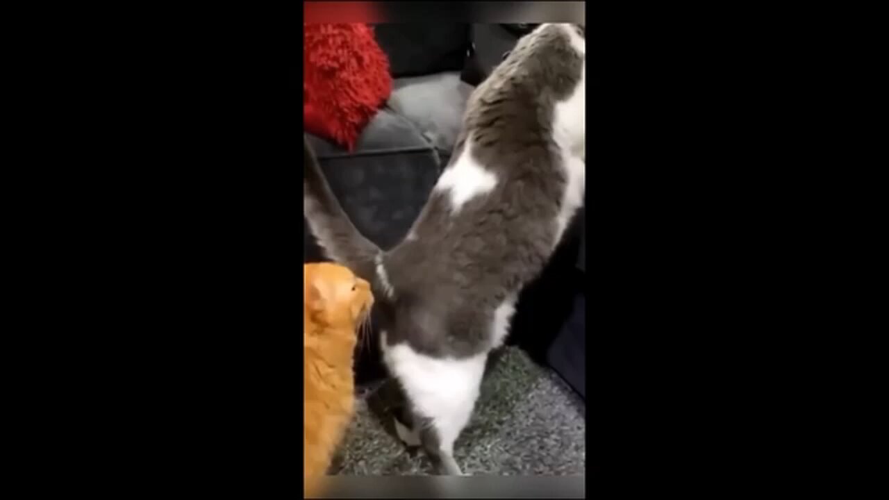 funny cat videos🤣🤣funny moments🤣🤣