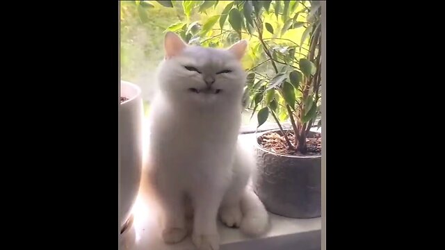 smiling cat funny video