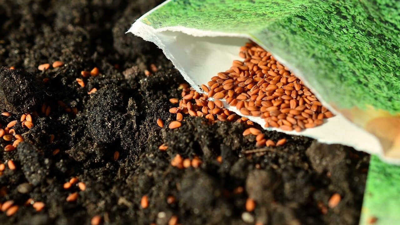 Seed Of Your Fathers Part 1