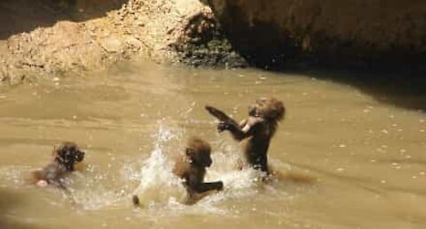 Grupo de babuínos atravessa rio de forma cômica