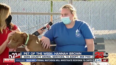 Pet of the Week: Hannah Brown