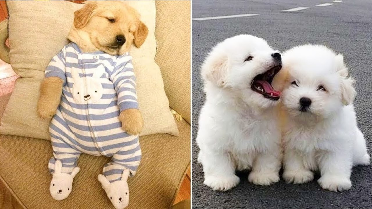 Baby Dogs -Cute and Funny Dog Videos Compilation | Funniest & Cutest Golden Retriever Puppies