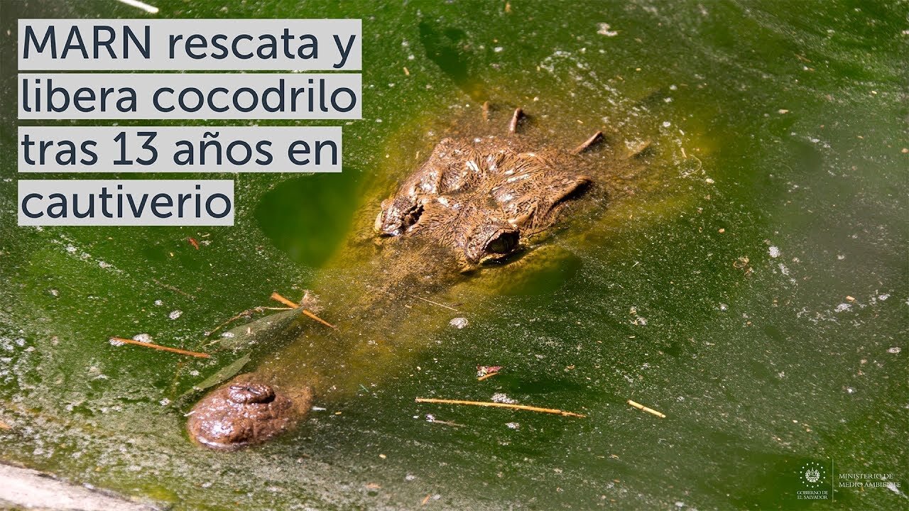 MARN rescata y libera cocodrilo tras 13 años en cautiverio