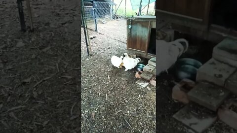 Good morning Silkies Rooster is calling them to get some fermented grain