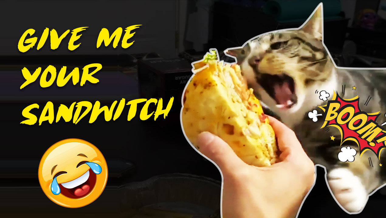 Made Cat Funny Cat Want to take my sandwich