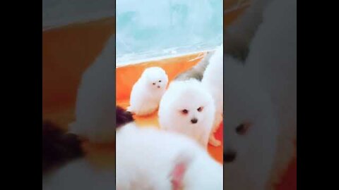 Cute pets and pets