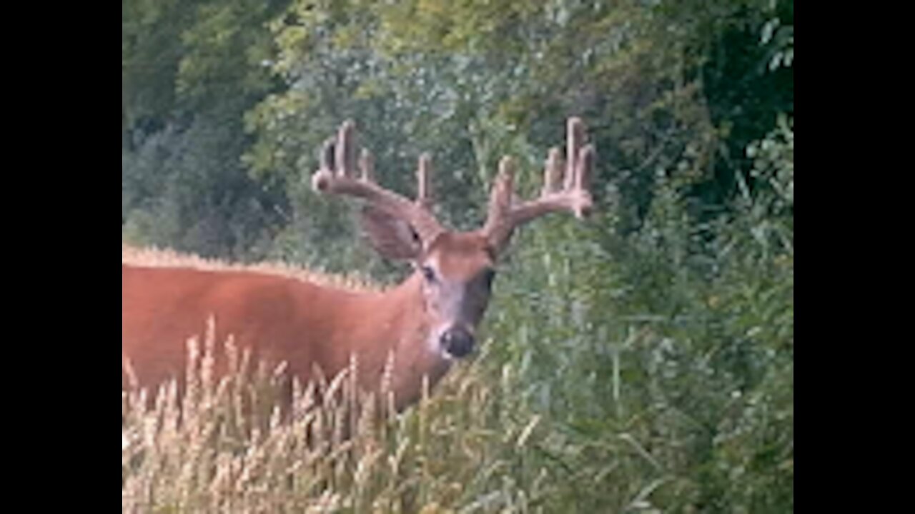 Fred Zepplin 2021, 7/9/21 Part 2 Of Monster Bucks Today