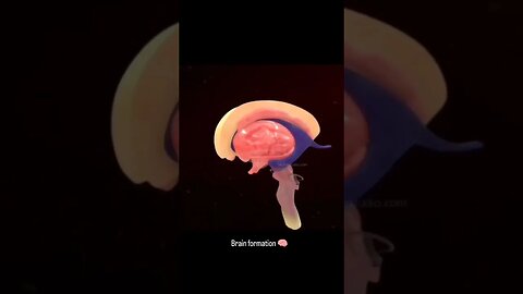 Brain formation