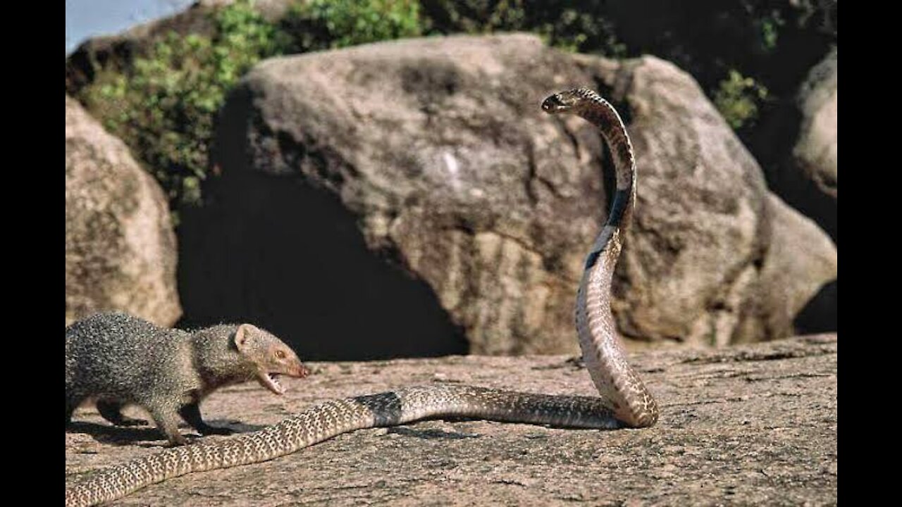 The weasel crushes the heads of the most poisonous snakes in the world