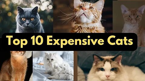 Top 10 Expensive cats