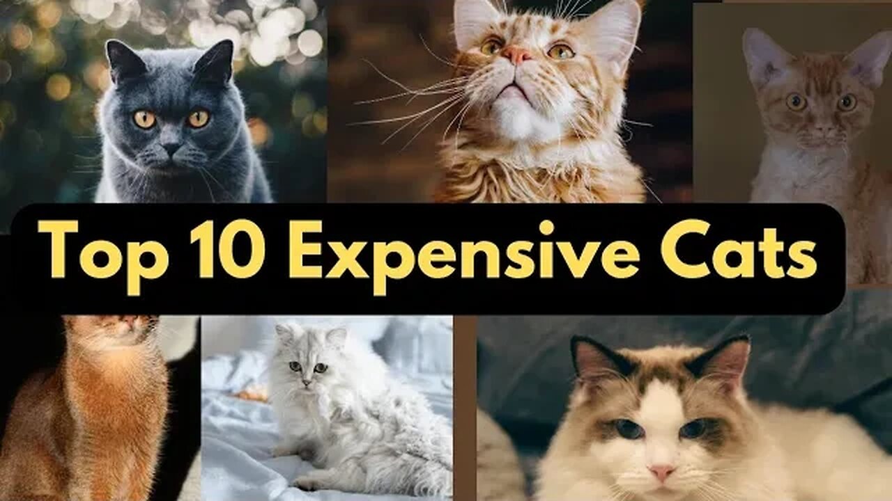 Top 10 Expensive cats