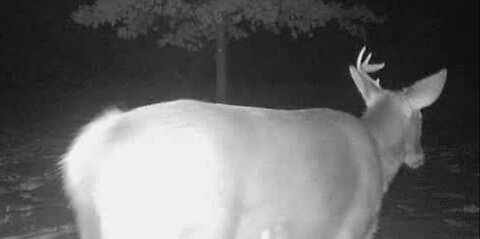 Deer Cams #4