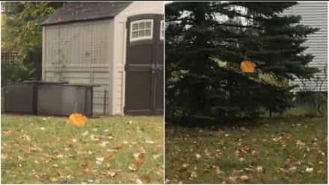 Une feuille refuse de tomber au sol...