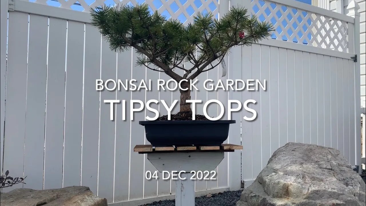 Tipsy Tops - Bonsai Garden