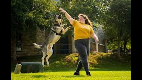 Guard Dog Training Step by Step!