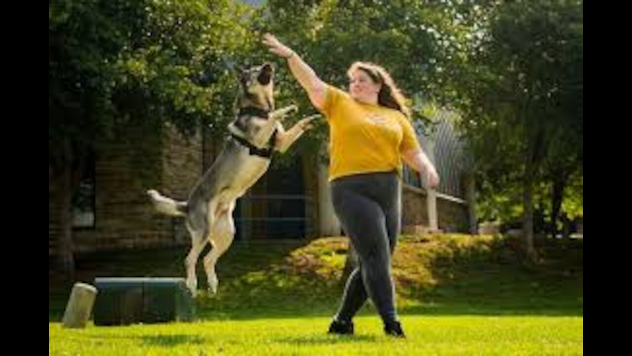 Guard Dog Training Step by Step!