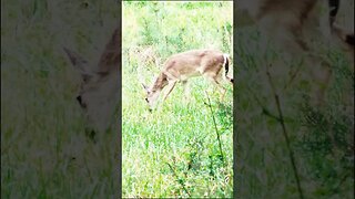 Deer herd walking through the trees