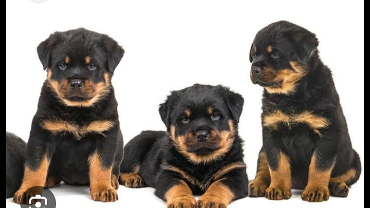 rottweiler strong dag