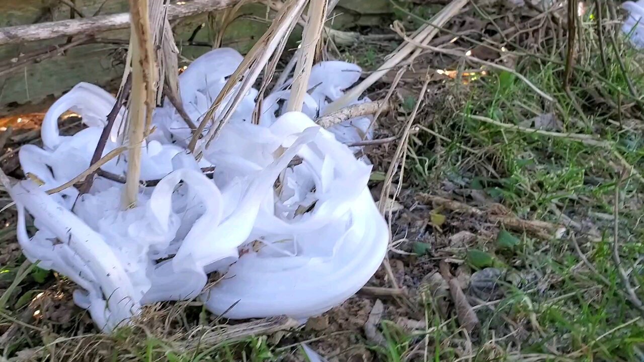 Christmas Frost Flowers 2020