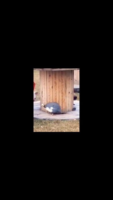 Who's chasing whom..😅