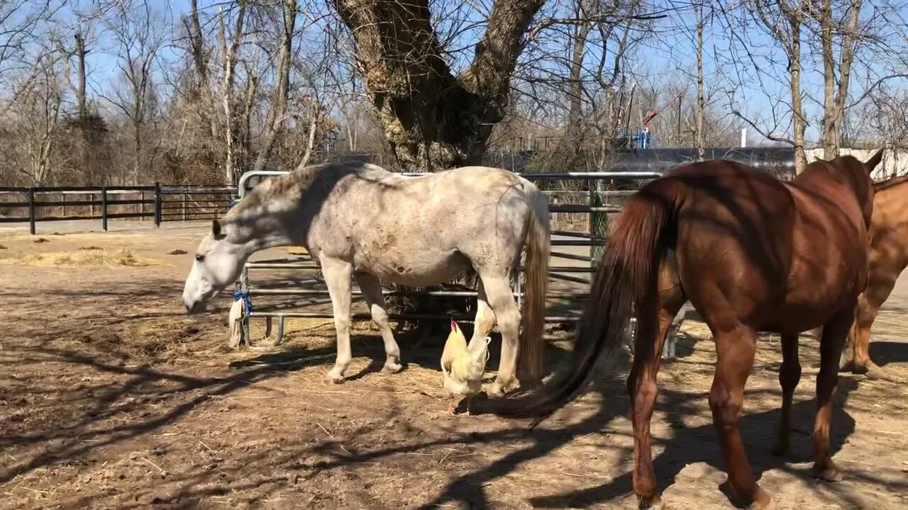 2Ton Tony rooster is with the Herd