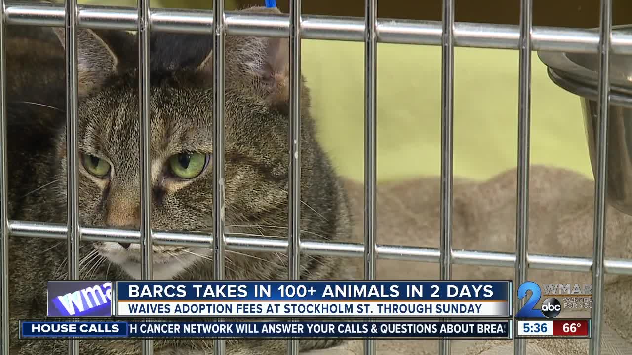 BARCS waiving adoption fees through Sunday due to overcrowding